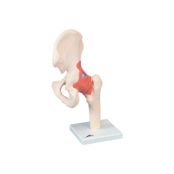 3B Anatomical Model - Functional Hip Joint, Deluxe